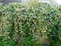 Hedera colchica
