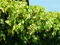 Hedera colchica
