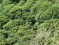 Hedera helix Arborescens