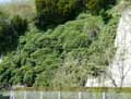Hedera helix Arborescens