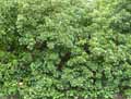 Hedera helix Arborescens