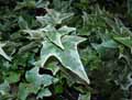 Hedera helix Glacier