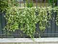 Hedera helix Gold Child