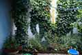 Hedera helix