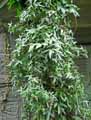 Hedera helix Sagittifolia