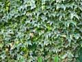 Hedera helix Variegata