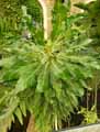 Araliaceae-Meryta-denhamii-Merita.jpg