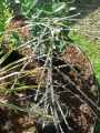 Araliaceae-Pseudopanax-ferox-Pseudopanax-20131124001240.jpg