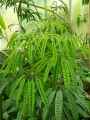 Schefflera actinophylla