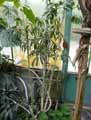 Araliaceae-Schefflera-albidobracteata-Star-Shine-Arbre-ombelle-Arbre-parapluie.jpg