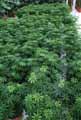 Schefflera arboricola