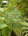 Araliaceae-Schefflera-polydactylis-Schefflera.jpg
