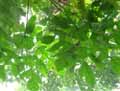 Trevesia palmata Micholitzii