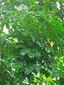 Trevesia palmata Micholitzii