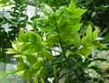 Agathis australis