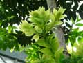 Agathis australis