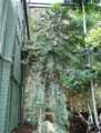 Agathis australis