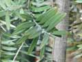 Agathis australis
