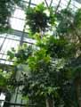 Agathis australis