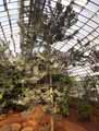 Agathis lanceolata