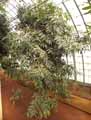 Agathis ovata