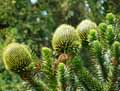 Araucaria araucana