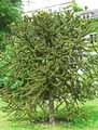 Araucaria araucana