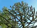 Araucaria araucana