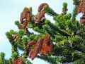 Araucaria araucana