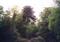 Araucariaceae-Araucaria-araucana-Desespoir-du-singe-Araucaria-du-Chili.jpg