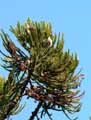 Araucaria bidwillii