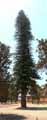 Araucariaceae-Araucaria-columnaris-Araucaria-de-Cook-Desespoir-des-singes.jpg