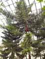 Araucariaceae-Araucaria-cookii-var.-luxurians-Pin-colonnaire.jpg