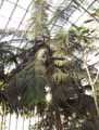 Araucariaceae-Araucaria-nemorosa-Boise-Araucaria.jpg