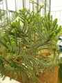 Araucaria rulei
