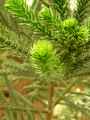 Araucaria rulei