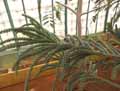 Araucariaceae-Araucaria-rulei-Araucaria-de-Rule.jpg