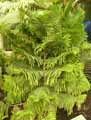 Araucariaceae-Araucaria-scopulorum-Rock-Araucaria.jpg