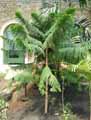 Araucariaceae-Araucaria-subulata-Araucaria.jpg