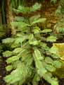 Wollemia nobilis