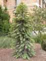 Wollemia nobilis