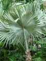 Bismarckia nobilis