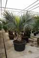 Arecaceae-Bismarckia-nobilis-Palmier-de-Bismarck.jpg