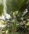 Brahea edulis