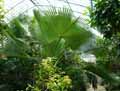 Arecaceae-Brahea-edulis-Palmier-de-Guadalupe.jpg