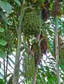 Arecaceae-Caryota-mitis-Caryote-Palmier-a-sucre-Palmier-brulant-Palmier-celeri-Palmier-a-queue-de-poisson.jpg