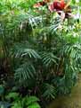 Chamaedorea elegans