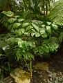 Arecaceae-Chamaedorea-oblongata-Chamaedoree-Palmier-de-montagne.jpg