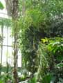 Arecaceae-Chamaedorea-plumosa-Palmier-de-montagne-Chamedoree.jpg