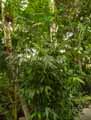 Chamaedorea seifrizii